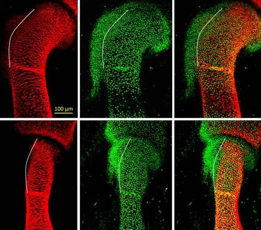 Developing bone in normal (top) and mutant (bottom) embryos. Protrusions in a developing bone are formed by a distinct class of cells (green) that differ from the regular bone-forming cells (yellow-orange). Incorrect regulation and distribution of these cells leads to irregularities in the shape of the forming bone 